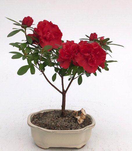Flowering Red Azalea Bonsai Tree (azalea 'Tiny Dancer')