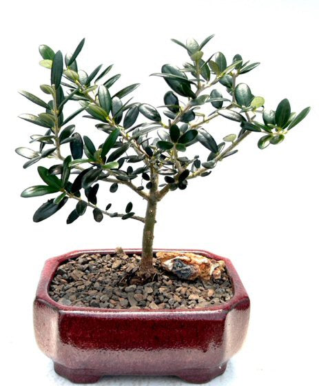 Flowering & Fruiting European Olive Bonsai Tree (olea europaea "little ollie")