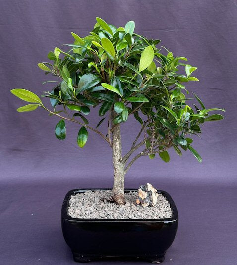 Ficus Kaneshiro Bonsai Tree  (ficus microcarpa 'kaneshiro')