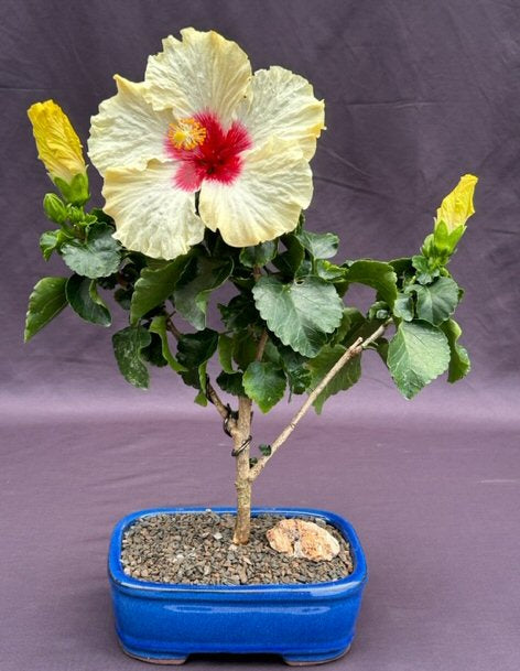 Flowering Yellow Tropical Hibiscus Bonsai Tree   (rosa sinsensis)