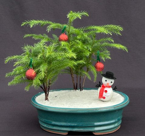 Norfolk Island Pine Bonsai Tree Christmas Landscape Scene  (araucaria heterophila)
