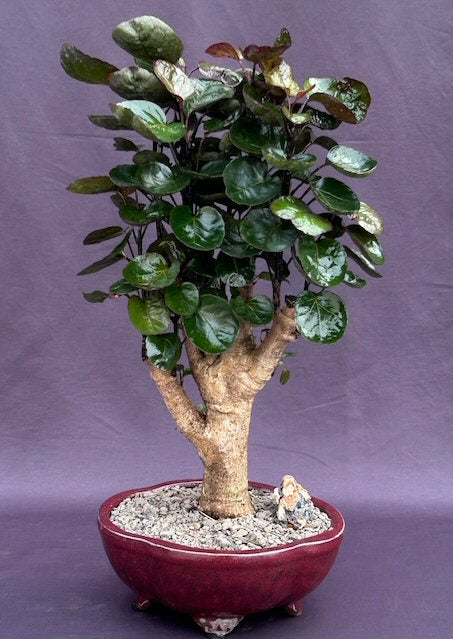 Fabian Aralia Bonsai Tree (Polyscias scutellaria 'Fabian)