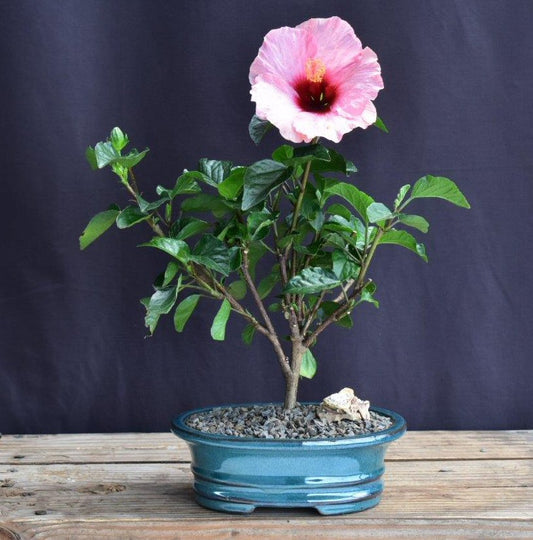 Flowering Pink Tropical Hibiscus Bonsai Tree  (rosa sinsensis)