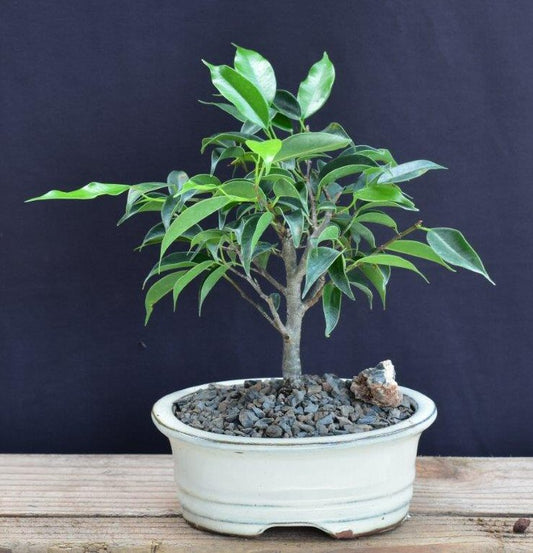 Oriental Ficus Bonsai Tree - Small  (ficus benjamina 'orientalis')