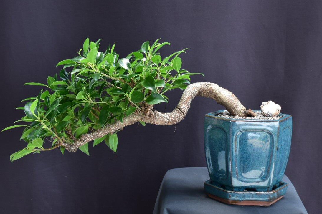 Ficus Retusa Bonsai Tree Cascade Style  (ficus retusa)