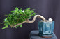 Ficus Retusa Bonsai Tree Cascade Style  (ficus retusa)