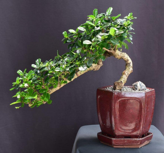 Flowering Fukien Tea Bonsai Tree Cascade Style (ehretia microphylla)
