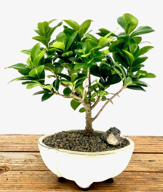 Ficus Compacta Bonsai Tree  (Ficus Compacta)