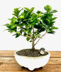 Ficus Compacta Bonsai Tree  (Ficus Compacta)