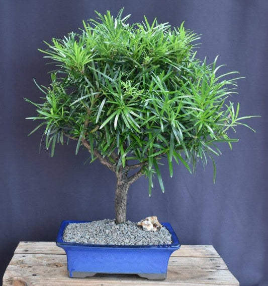 Flowering Podocarpus Bonsai Tree - Extra Large  (podocarpus macrophyllus)
