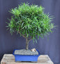Flowering Podocarpus Bonsai Tree - Extra Large  (podocarpus macrophyllus)