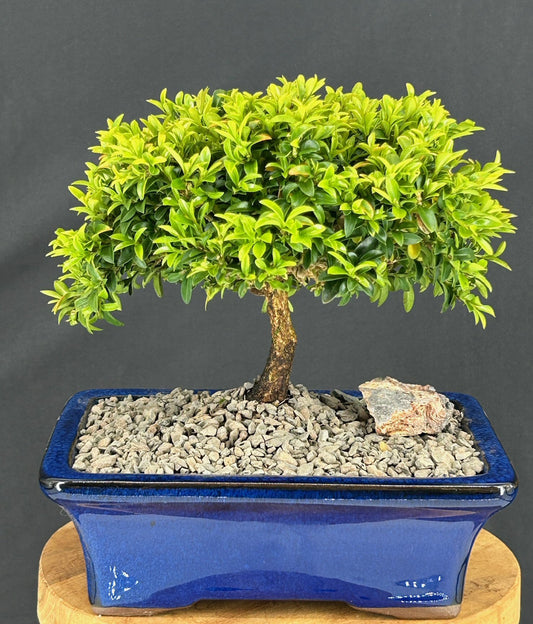 Littleleaf Boxwood Bonsai Tree (Buxus microphylla 'Compacta')