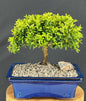 Littleleaf Boxwood Bonsai Tree (Buxus microphylla 'Compacta')