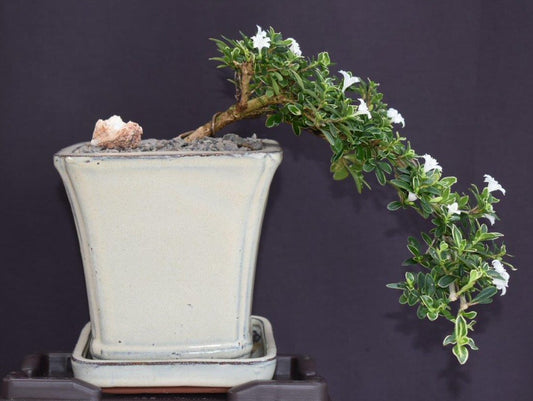 Flowering Mount Fuji Serissa Bonsai Tree  Cascade Style   (serissa foetida)