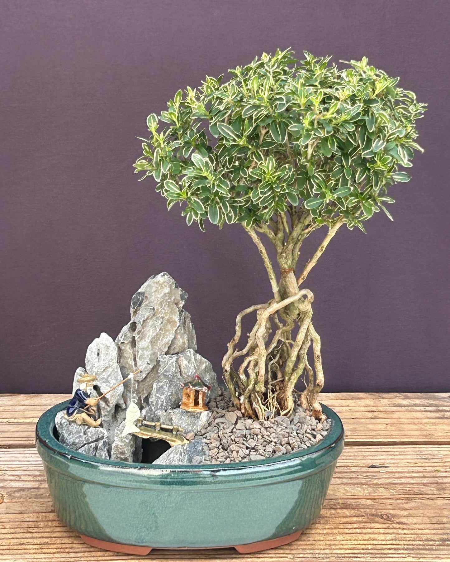 Flowering Mount Fuji Serissa Bonsai Tree with Raised Roots    Stone Landscape Scene  (serissa foetida)