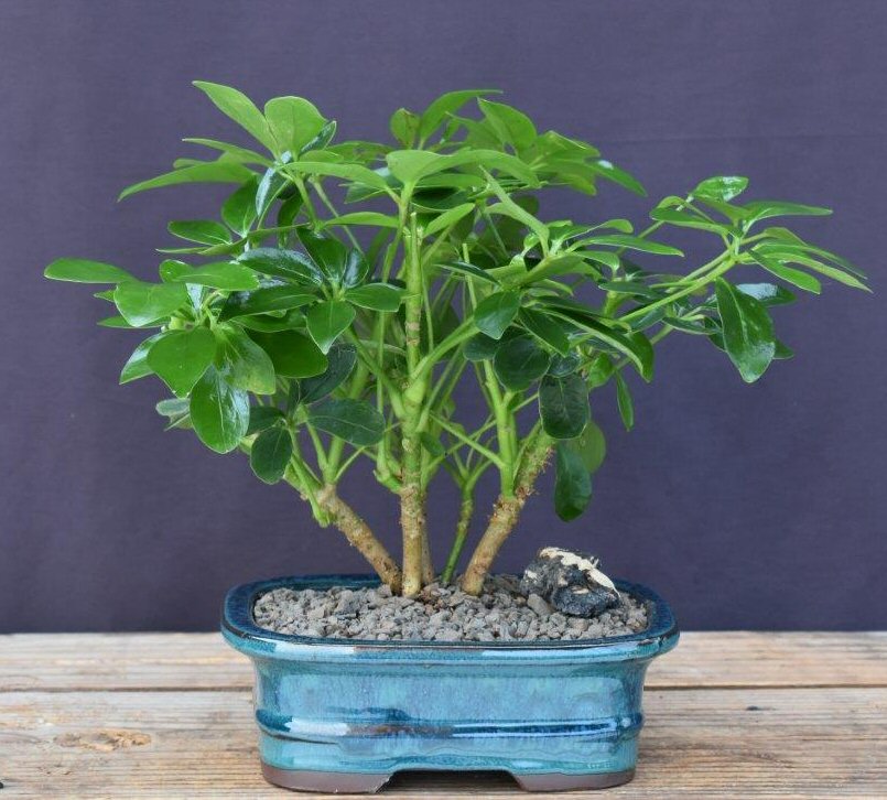 Hawaiian Umbrella Bonsai Tree - Multi Trunk Style   (arboricola schefflera)