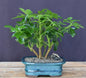 Hawaiian Umbrella Bonsai Tree - Multi Trunk Style   (arboricola schefflera)