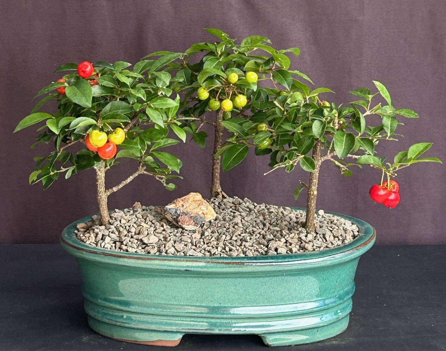 Flowering Barbados Cherry Bonsai Tree  Three (3) Tree Forest Group   (malpighia Pendiculata)