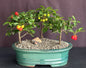 Flowering Barbados Cherry Bonsai Tree  Three (3) Tree Forest Group   (malpighia Pendiculata)
