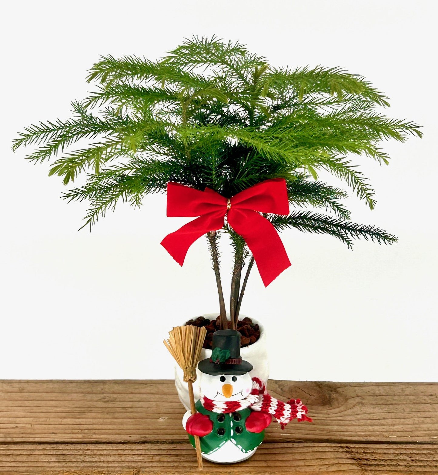 Norfolk Island Pine Bonsai Tree Snowman Pot  (Araucaria Heterophila)