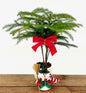 Norfolk Island Pine Bonsai Tree Snowman Pot  (Araucaria Heterophila)