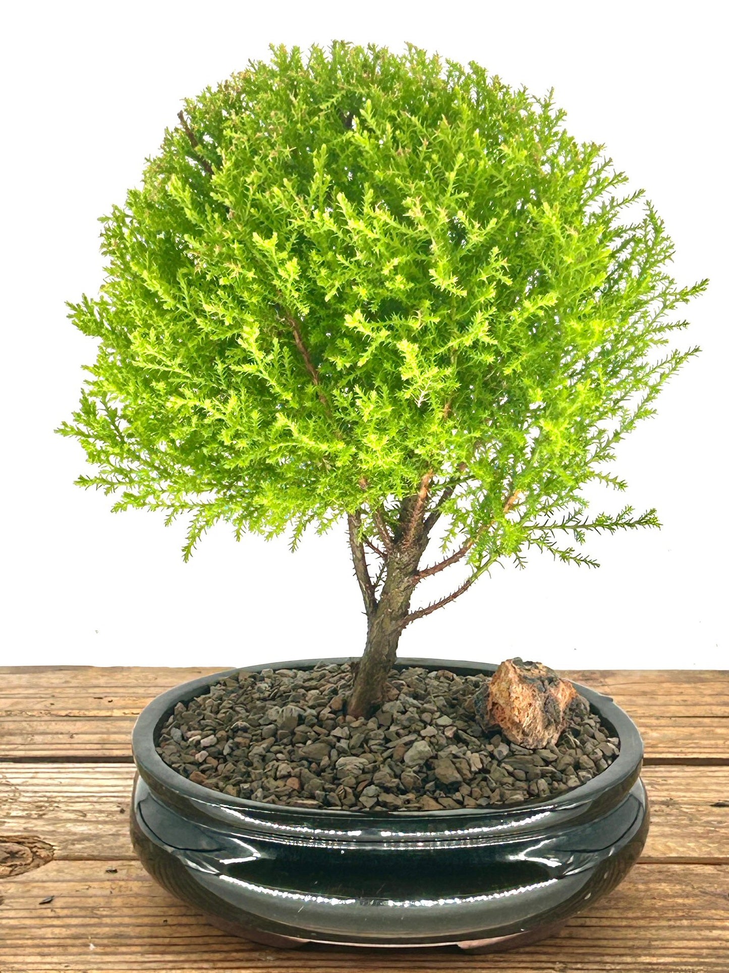 Lemon Cypress Bonsai Tree - Medium  (cupressus macrocarpa)