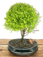 Lemon Cypress Bonsai Tree - Medium  (cupressus macrocarpa)
