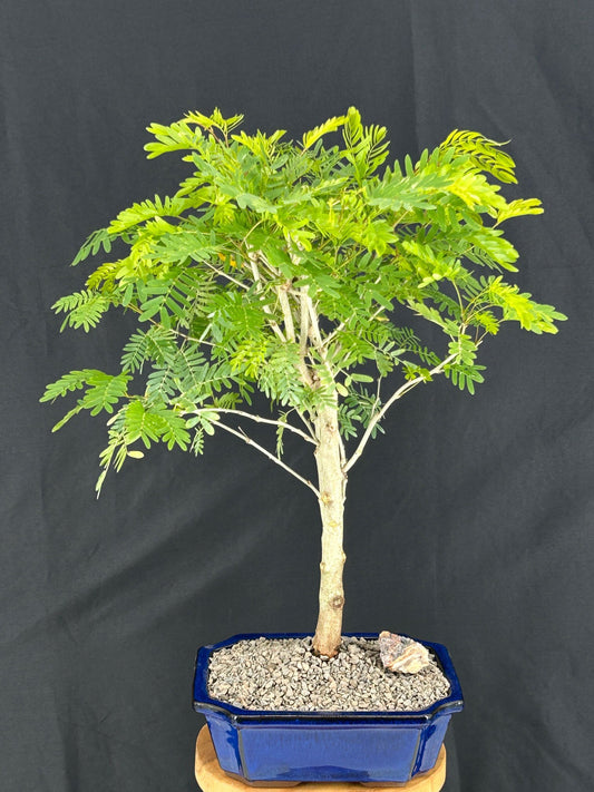 Flowering Pink / White Powder Puff Bonsai Tree  (Calliandra surinamensis’)