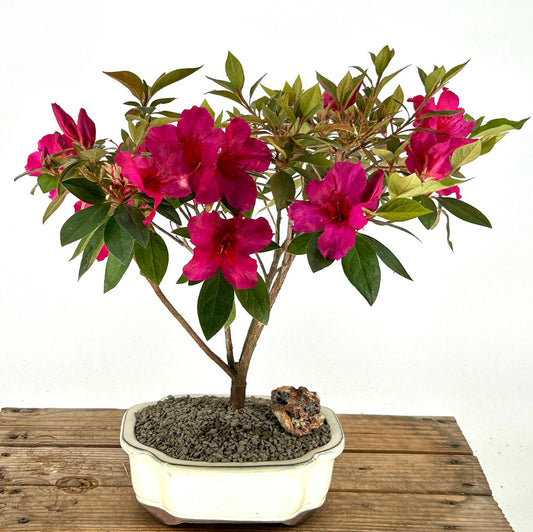 Flowering Tropical Red Formosa Azalea Bonsai Tree   (azalea indica 'formosa')