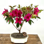Flowering Tropical Red Formosa Azalea Bonsai Tree   (azalea indica 'formosa')