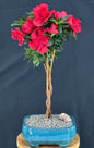 Braided Flowering Red Azalea Bonsai Tree (Azalea 'Keepsake')