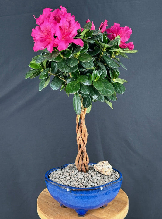 Braided Flowering Magenta Azalea Bonsai Tree (Azalea 'Keepsake')