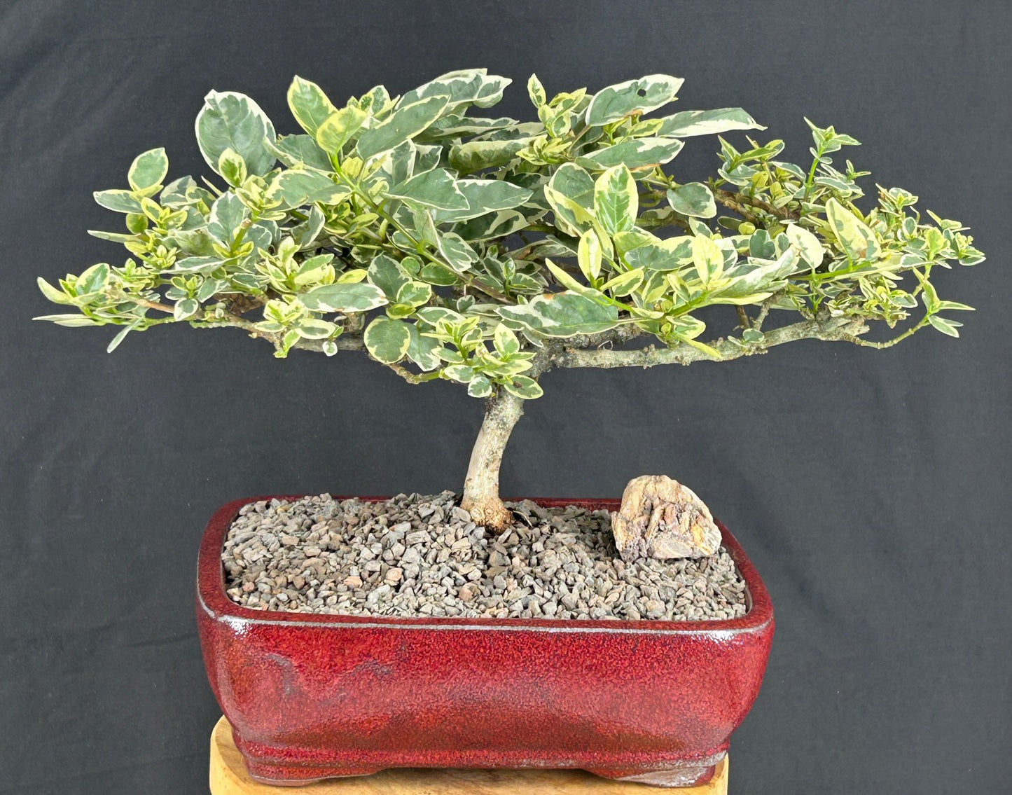 Flowering Variegated Premna Bonsai Tree (premna obtusifolia sp)