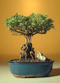 Flowering Mount Fuji Serissa Bonsai Tree - Medium  With Raised Roots   (serissa foetida)