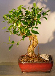 Ficus Retusa Bonsai Tree - Medium  Curved Trunk Style