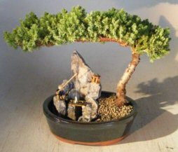 Juniper Bonsai Tree - Large Stone Landscape Scene  (juniper procumbens "nana")