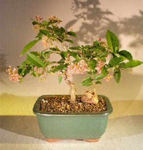 Flowering Dwarf Weeping Barbados Cherry Bonsai Tree - Medium  (Malpighia Pendiculata)