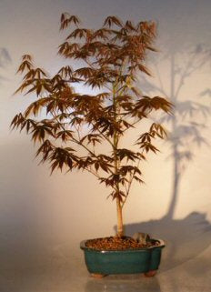 Japanese Red Maple Bonsai Tree - Large  (acer palmatum "atropurpureum")