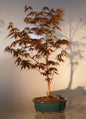 Japanese Red Maple Bonsai Tree - Large  (acer palmatum "atropurpureum")