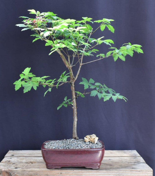 Paperbark Maple Bonsai Tree   (acer griseum)