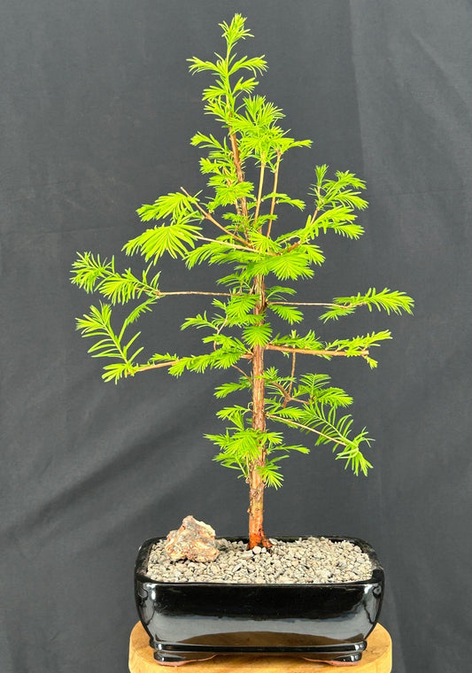 Redwood Bonsai Tree  (metasequoia glyptostroboides)