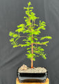 Redwood Bonsai Tree  (metasequoia glyptostroboides)