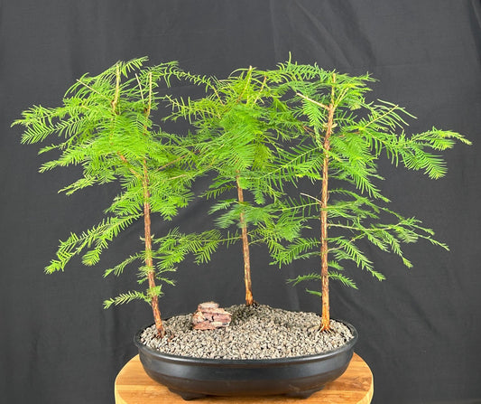 Redwood Bonsai Tree  Three (3) Tree Forest Group  (metasequoia glyptostroboides)