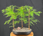 Redwood Bonsai Tree  Three (3) Tree Forest Group  (metasequoia glyptostroboides)