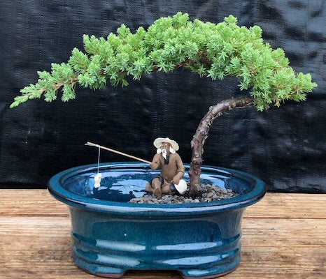 Juniper Bonsai Tree Land/Water Pot - Small   (Juniper Procumbens "nana")