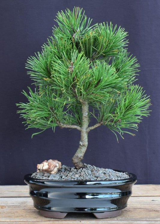 Mugo Pine Bonsai Tree - Small   (pinus mugo 'valley cushion')