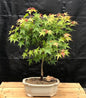 Dwarf Japanese Green Maple Bonsai Tree  (acer palmatum dwarf)