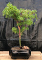 Coral Bark Japanese Maple Bonsai Tree (Acer palmatum 'Sango-kaku')