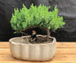 Juniper Bonsai Tree Land/Water Pot with Scalloped Edges - Medium (Juniper Procumbens "nana")