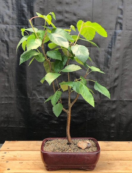 Whitebarked Himalayan Birch Bonsai Tree  (Betula utilis var. 'jacquemontii')